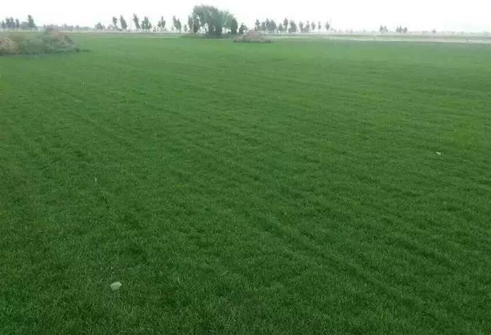 草皮護坡技術(shù)特點及施工流程